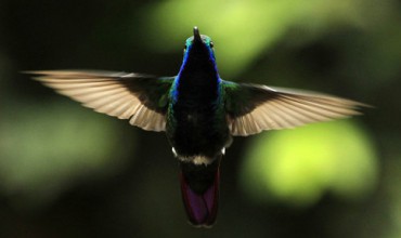 Bird in flight