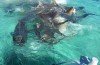 Drone Video of Shark Feeding Frenzy