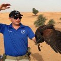 Drones Used in Training and Understanding Falcons