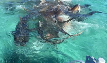 Drone Video of Shark Feeding Frenzy
