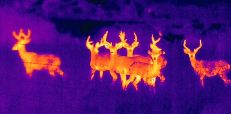 Infrared Images