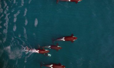 Whales from a Drone